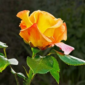  Orange Rose